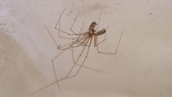 Páření třesavky velké: samec (dole) předává samici spermie pomocí druhotného pářicího orgánu, který má na svých makadlech (okrový útvar viditelný pod zadečkem samice). Foto: Petr Dolejš